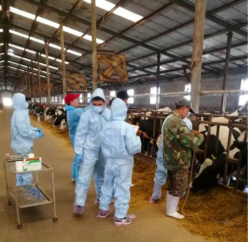 凤城市农业农村局多措并举推进奶牛奶山羊检疫净化 筑牢生鲜乳质量安全防线