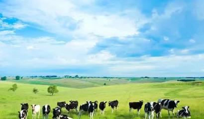 原奶收购价上涨，中国乳业市场迎来复苏信号