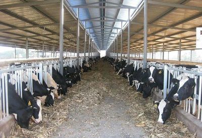 生鲜乳收购 行业焦虑与市场调节下的乳业新格局